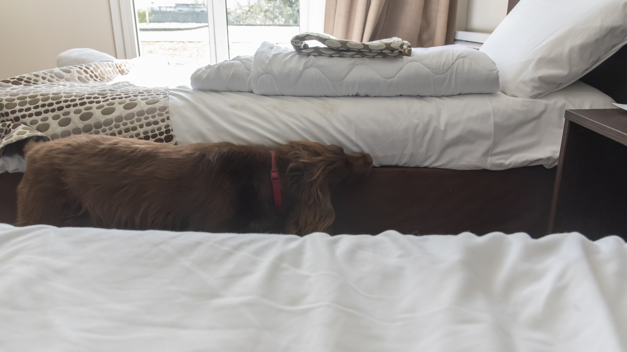 chien renifleur de punaises de lit